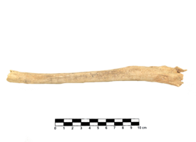 Imagem padrão