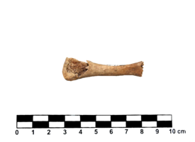 Imagem padrão