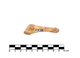 Imagem padrão
