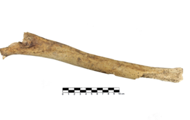 Imagem padrão