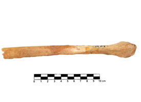 Imagem padrão
